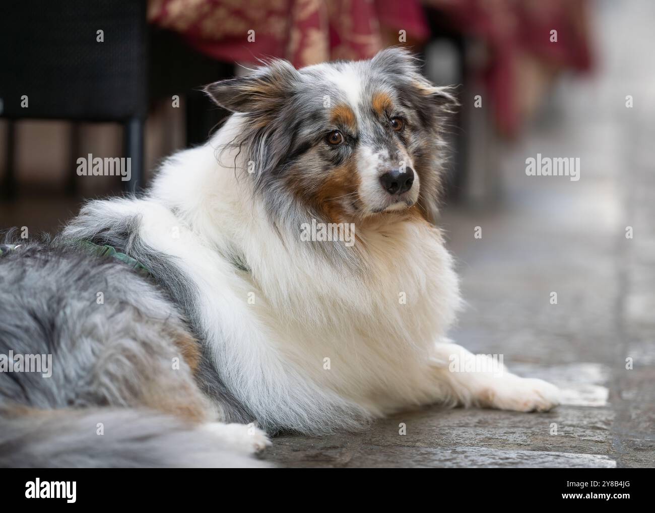 Ritratto del cane da pastore australiano merle blu. Il cane pastore australiano riposa sul marciapiede nel caffè di strada, Venice. Foto Stock