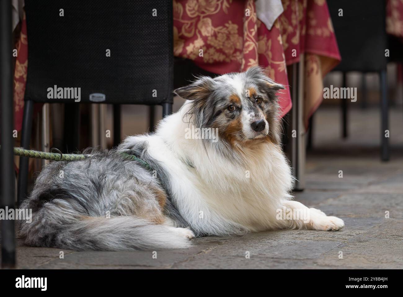 Ritratto del cane da pastore australiano merle blu. Il cane pastore australiano riposa sul marciapiede nel caffè di strada, Venice. Foto Stock