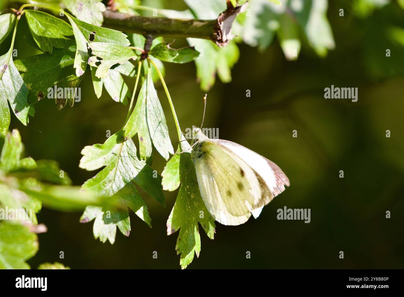 Farfalla bianca grande (Pieris brasicae) Foto Stock