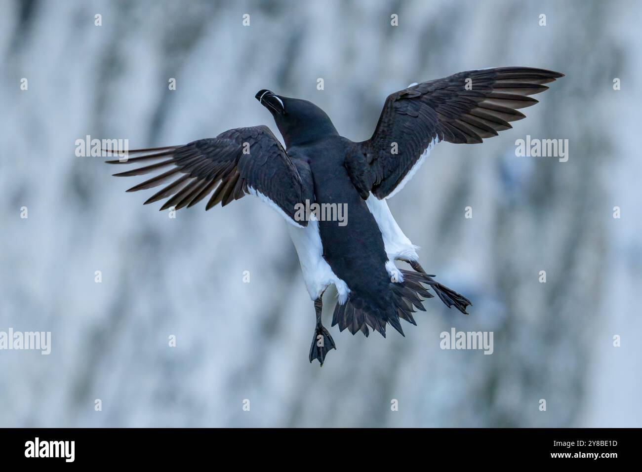 Razorbill salta da una scogliera e vola Foto Stock