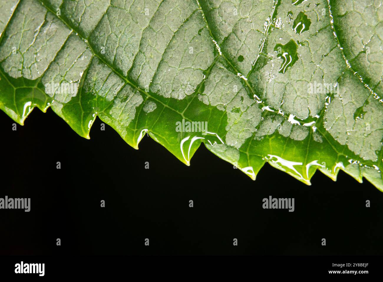 Primo piano di ortensie bagnate e frastagliate, note anche come Mophead o hortensia. Concentrati sulla trama e sulle venature della foglia su sfondo nero. Foto Stock