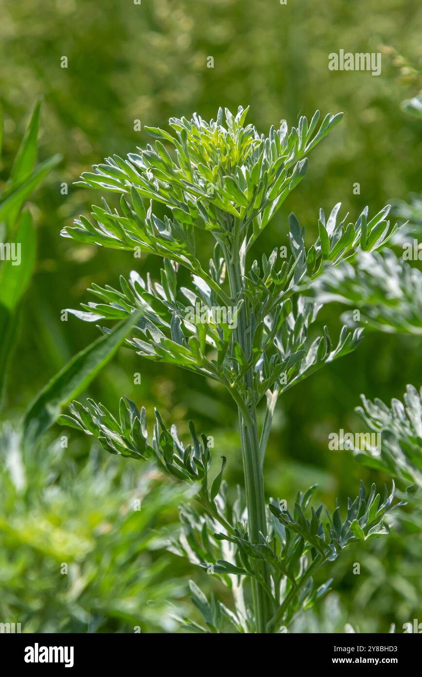 Il legno di Wormwood verde d'argento lascia lo sfondo. Artemisia absinthium, adsinthe pianta di legno di verme in giardino di erbe, primo piano, macro. Foto Stock