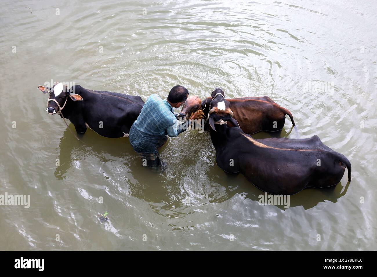 Nalitabari, Sherpur, Bangladesh. 4 ottobre 2024. Un contadino bagna le sue mucche nel fiume Bhogai di Nalitabari upazila, nel distretto di Sherpur. I contadini allevavano vacche per la produzione, la vendita e la lavorazione del latte. (Immagine di credito: © Syed Mahabubul Kader/ZUMA Press Wire) SOLO PER USO EDITORIALE! Non per USO commerciale! Foto Stock