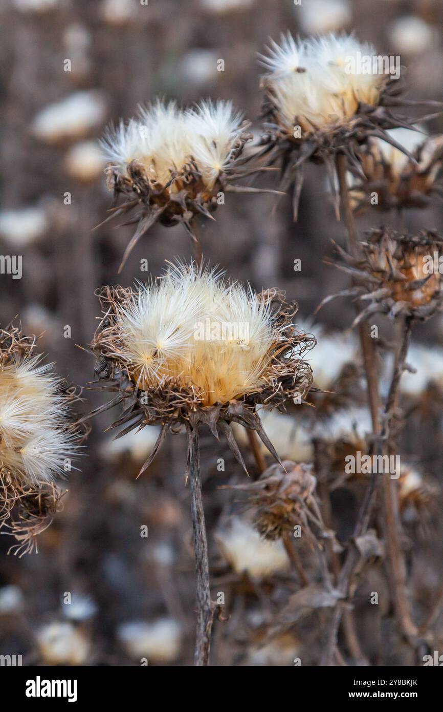 Testa di semi di cardo da latte - nome latino - Silybum marianum. Foto Stock