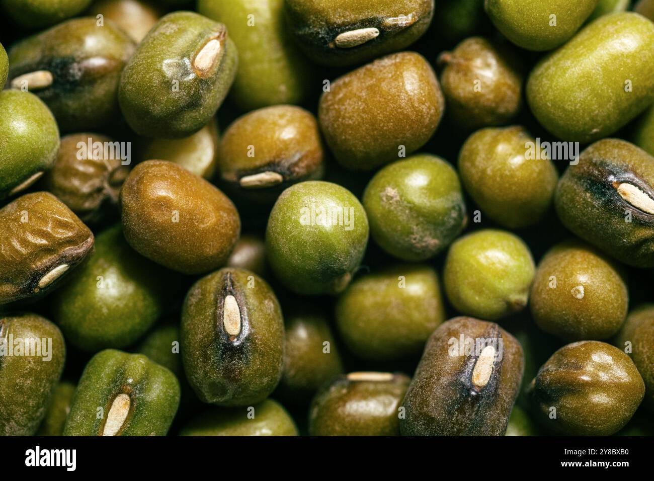 Semi di Mung o di Vigna radiata. Grammo verde primo piano , texture , macro. Foto Stock