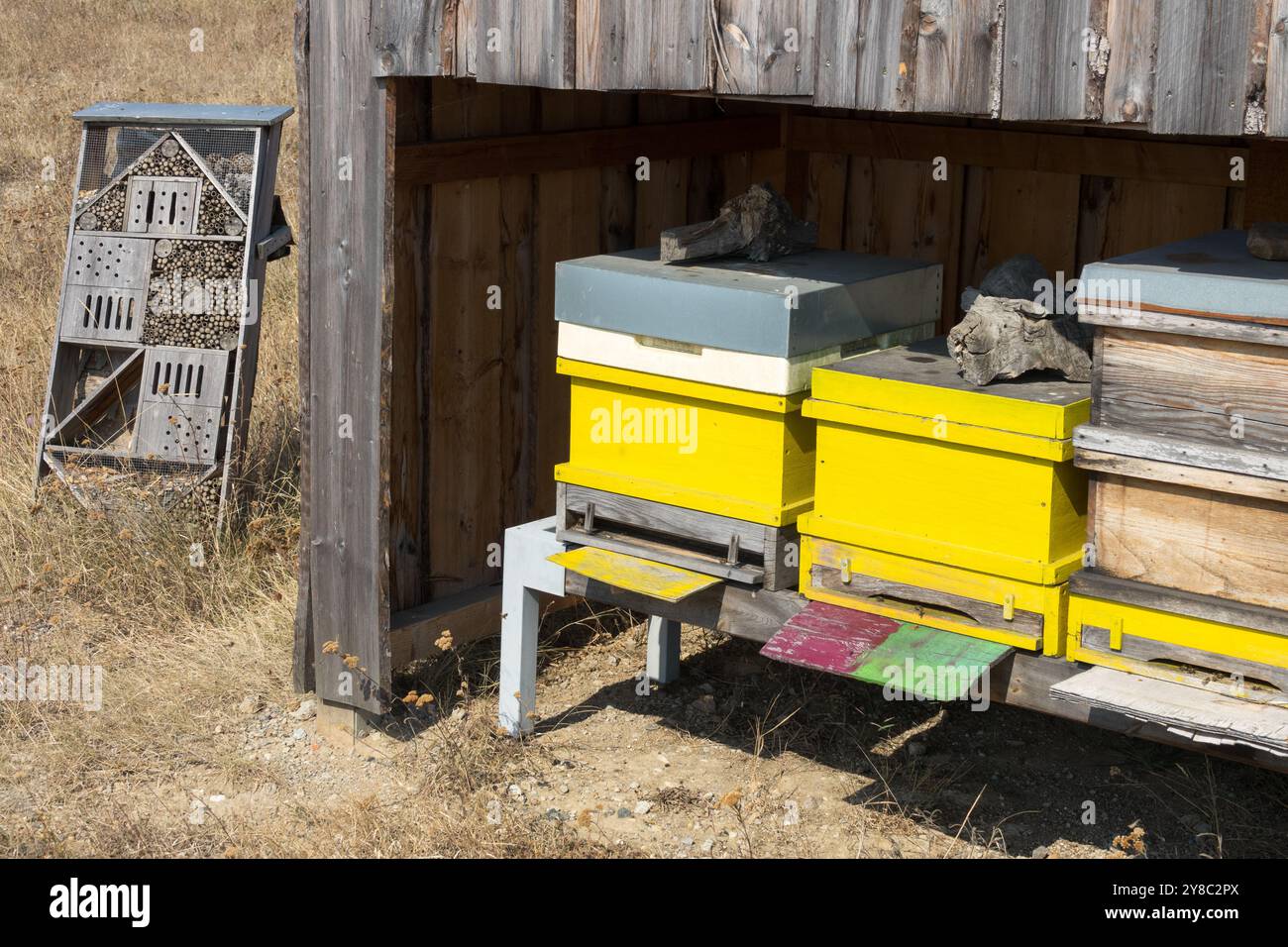 Alveari gialli, alveari per api addomesticate e Insect Hotel per api solitarie Foto Stock