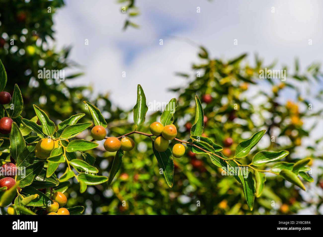 Frutta unabi (Ziziphus, jujujujube) con foglie Foto Stock