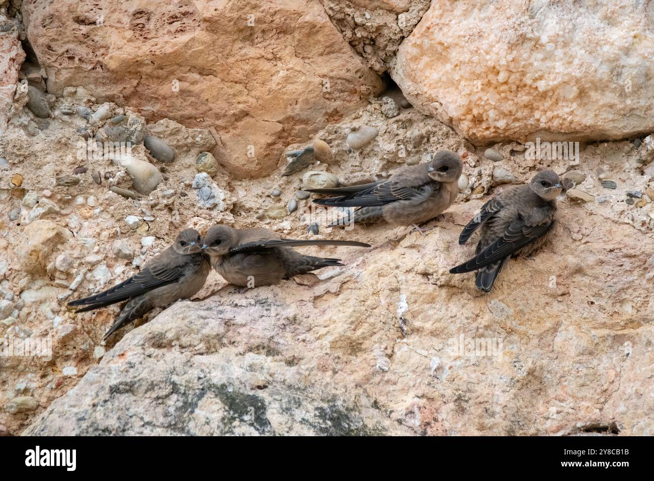 Falesia eurasiatica martin, Ptyonoprogne rupestris, su una roccia, Miravet, Catalogna, Spagna Foto Stock