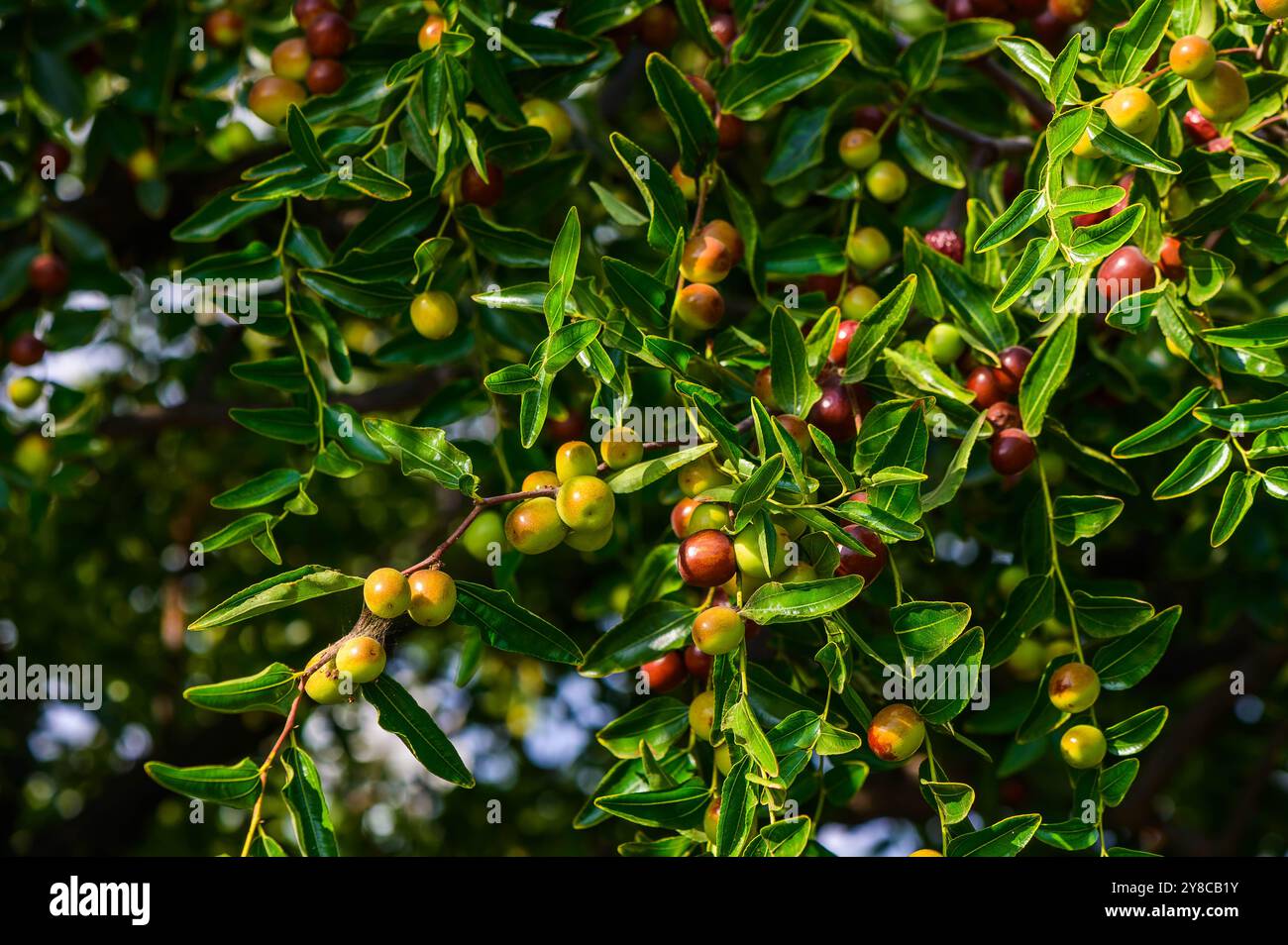 Jujbe o bera o bacca Ziziphus mauritiana . rigenera i frutti verdi di jujube in foglie di albero Foto Stock