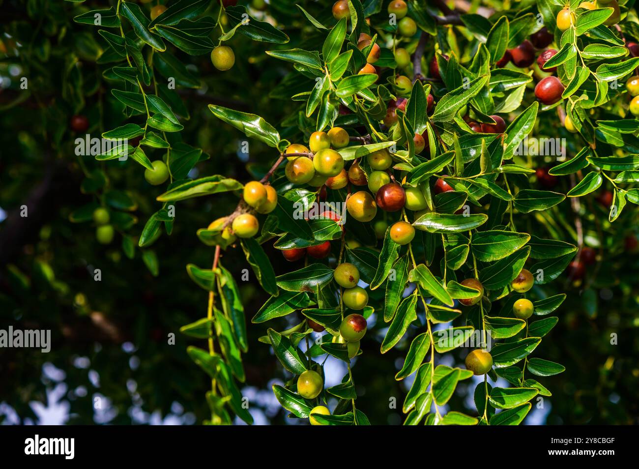Frutti di jujube. Ziziphus jujuba. Foto Stock