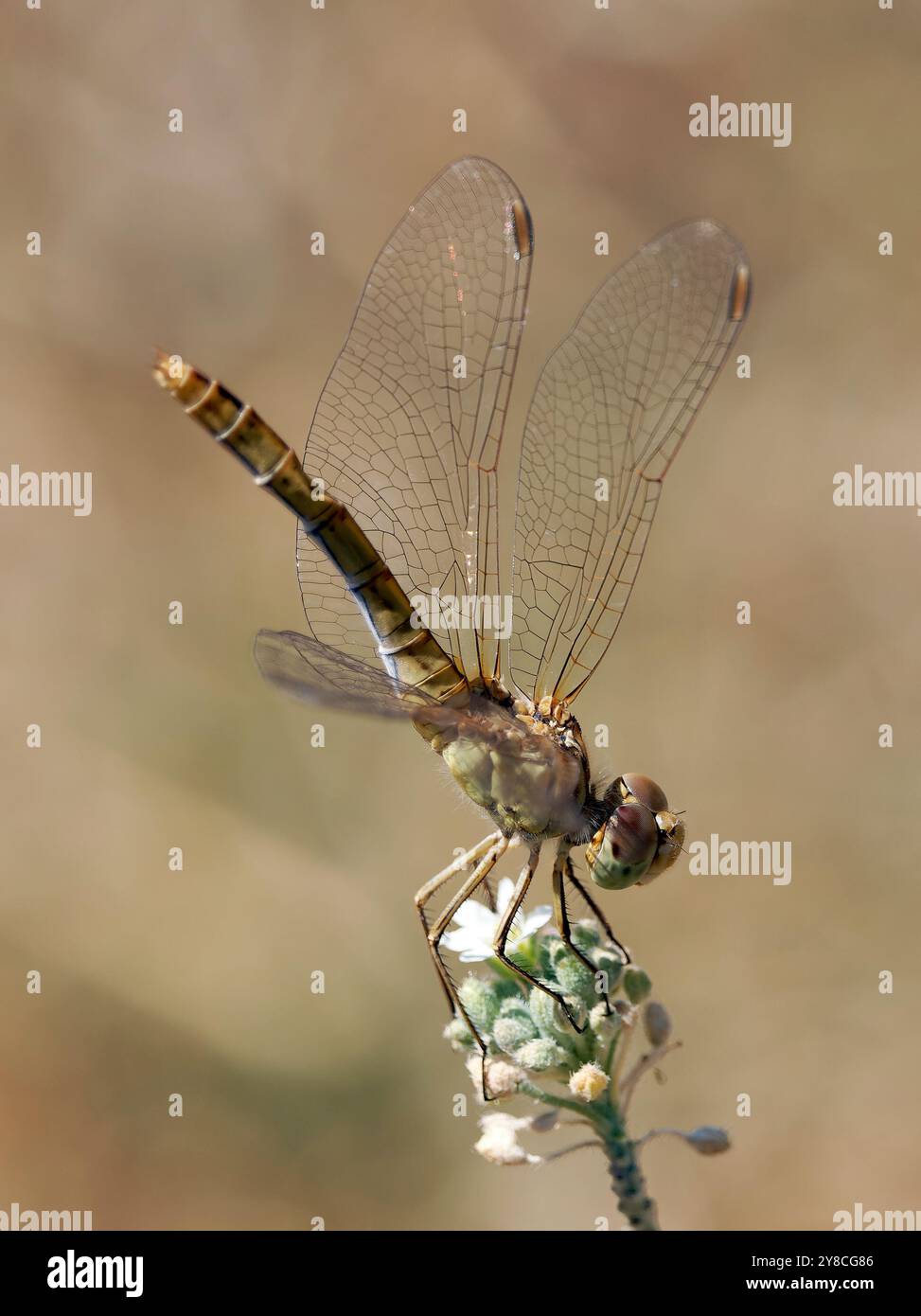 Vagrant darter, Gemeine Heidelibelle, sympétrum commun, Sympetrum vulgatum, közönséges szitakötő, Ungheria, Magyarország, Europa Foto Stock