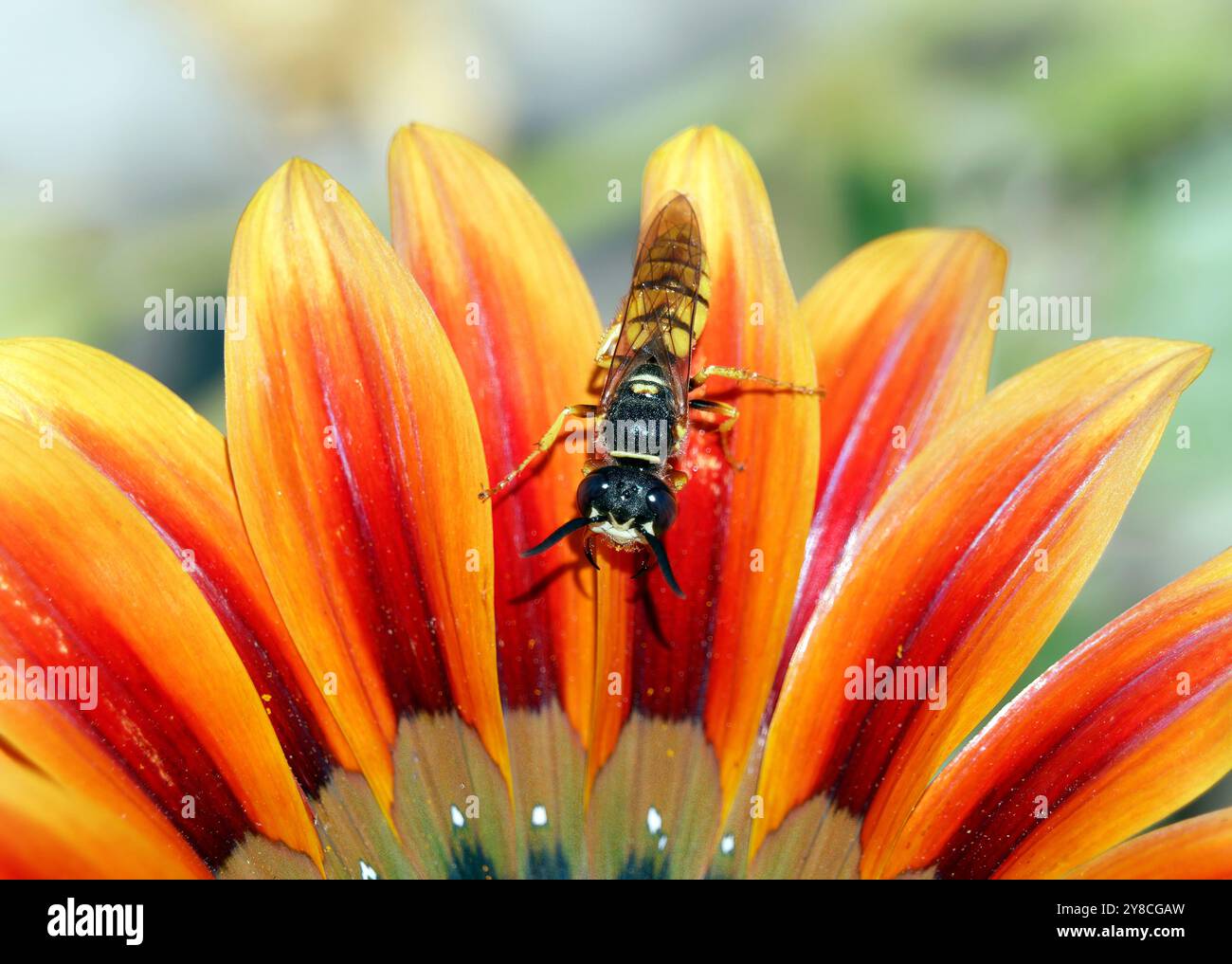 Lupo di pecora europeo, vespa da api, Bienenwolf, philanthe apivore, Philanthus triangulum, méhfarkas, Ungheria, Magyarország, Europa Foto Stock