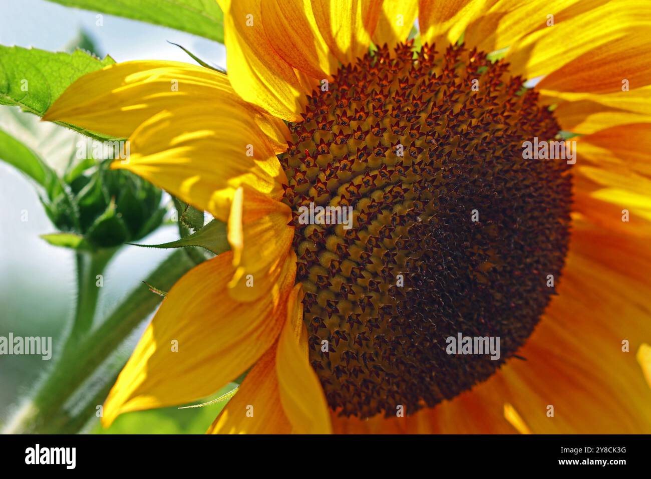 Immagine a tutto campo della brillante testa di fiore dorata della Common Sunflower Copper Queen (Helianthus annuus Copper Queen) Foto Stock