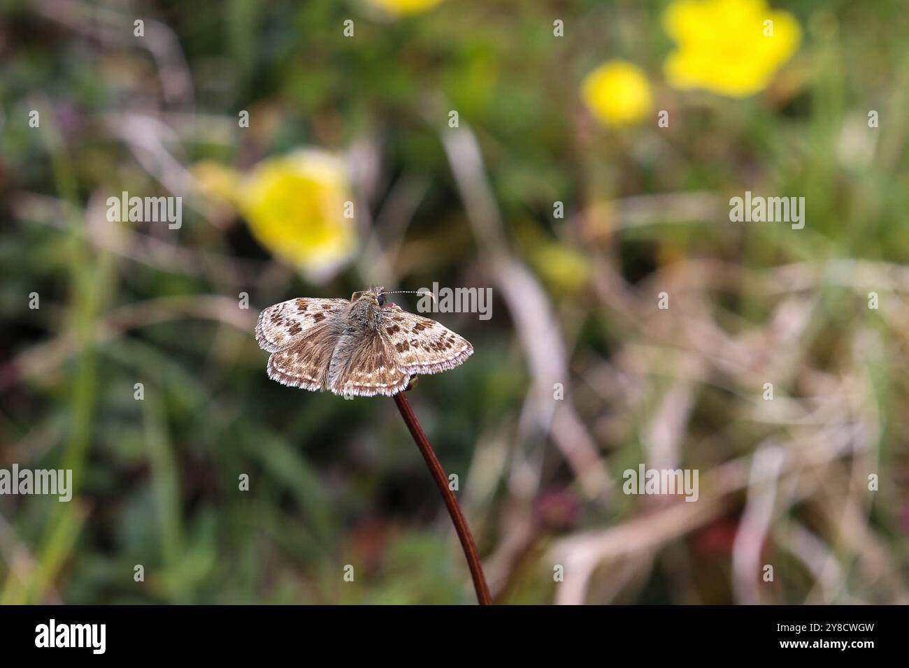 Squallido Skipper Butterfly - Erynnis tages Foto Stock