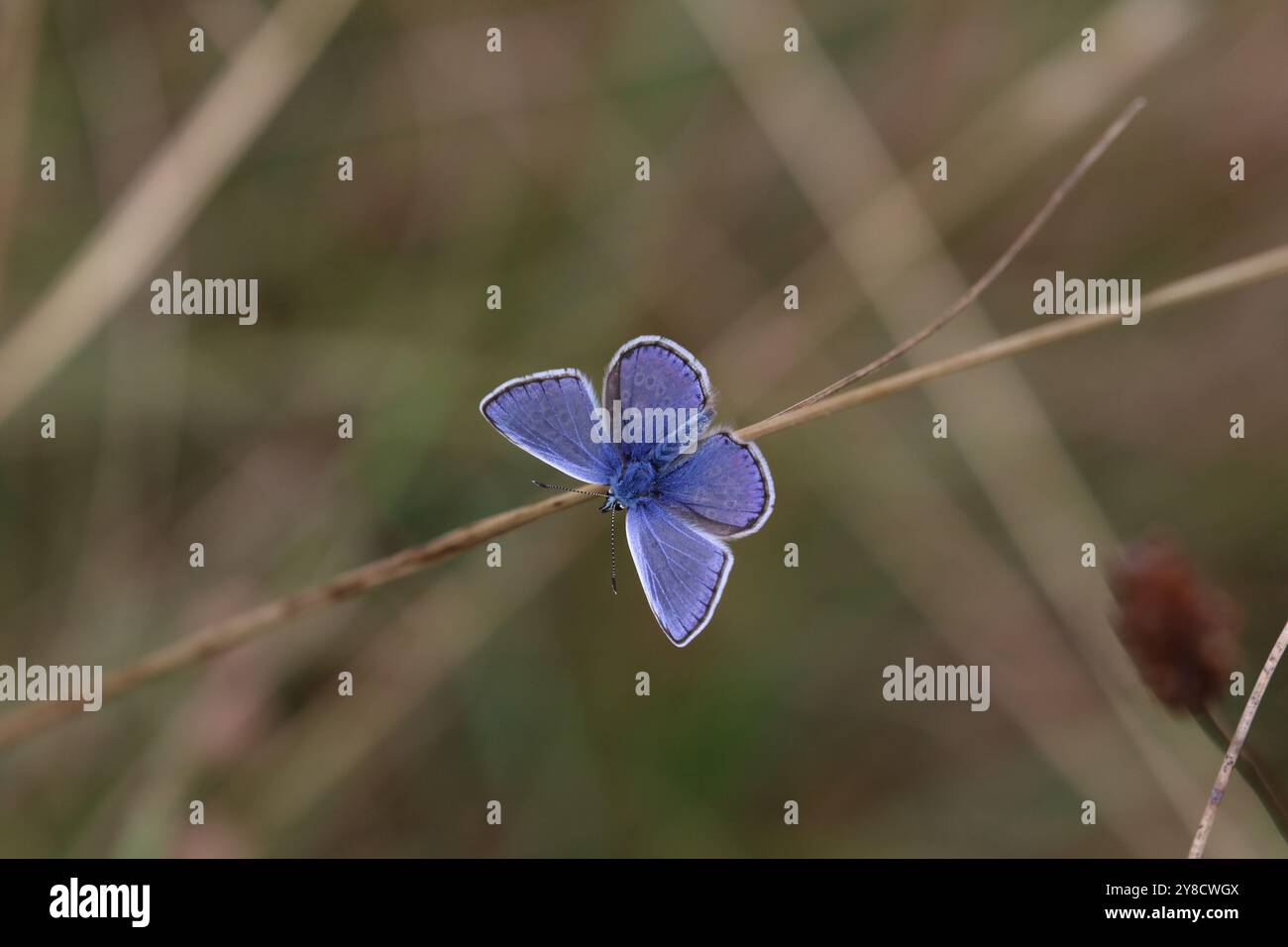 Maschio a farfalla blu comune - Polyommatus icarus Foto Stock