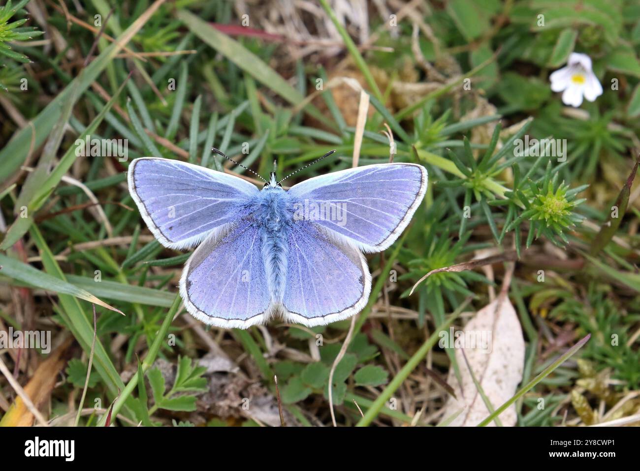 Comune farfalla Blu maschio crogiolo con ali aperte - Polyommatus icarus Foto Stock