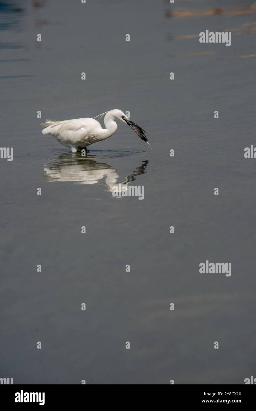 LITTLE EGRET ( Egretta garzetta) al Serenada Eco Resort, Uganda Foto Stock