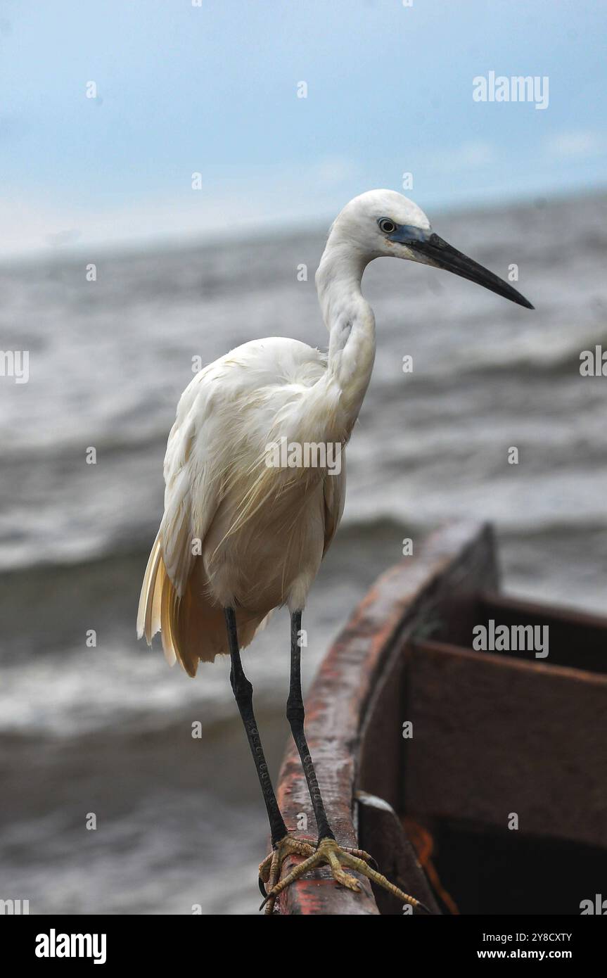 LITTLE EGRET ( Egretta garzetta) al Serenada Eco Resort, Uganda Foto Stock