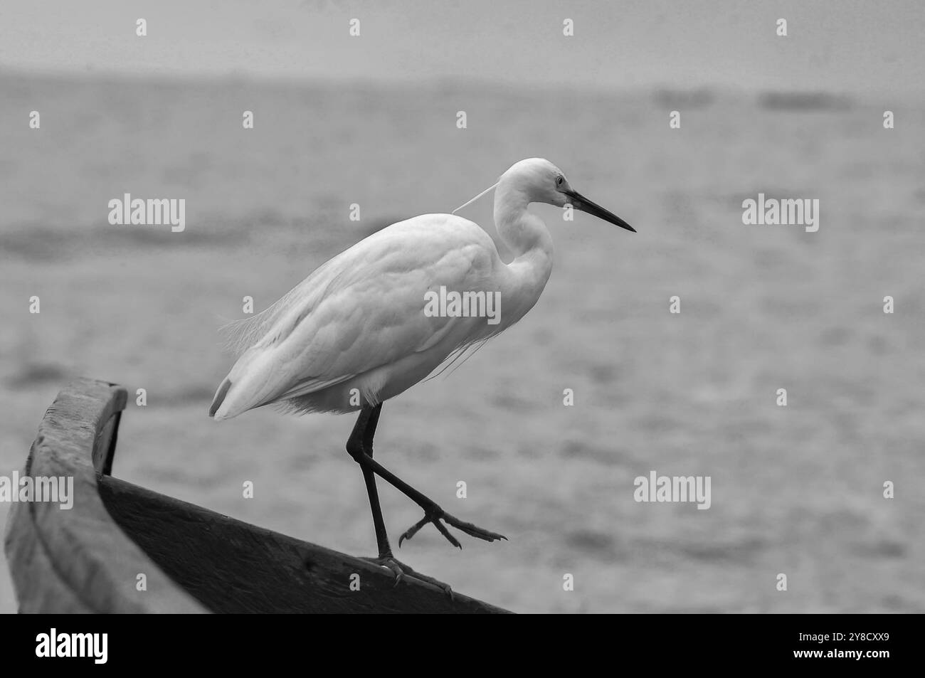 LITTLE EGRET ( Egretta garzetta) al Serenada Eco Resort, Uganda Foto Stock