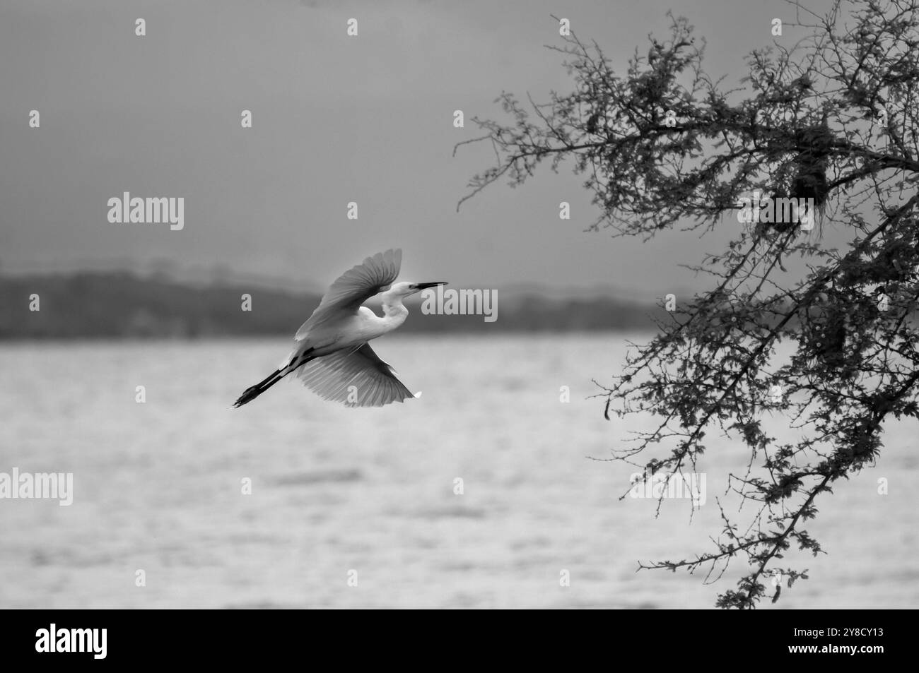 LITTLE EGRET ( Egretta garzetta) al Serenada Eco Resort, Uganda Foto Stock