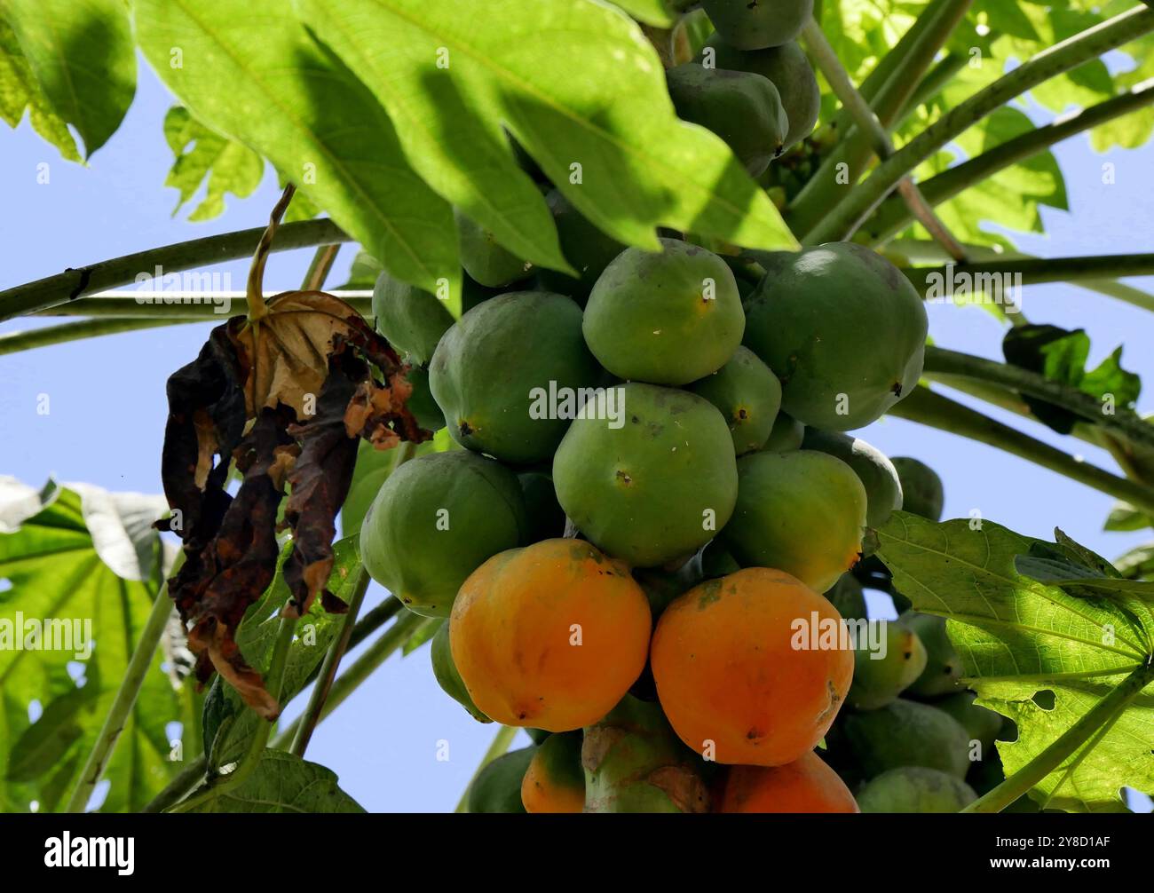 primo piano di papaya che maturano sull'albero carica papaya sotto il sole tropicale nel giardino caraibico Foto Stock