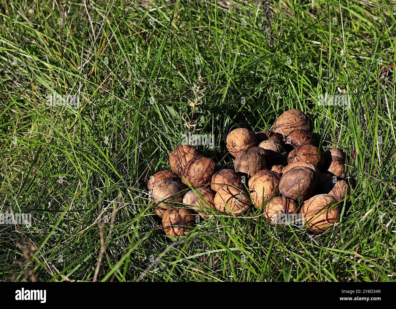 Un mucchio di noci pelate mature su erba verde Foto Stock