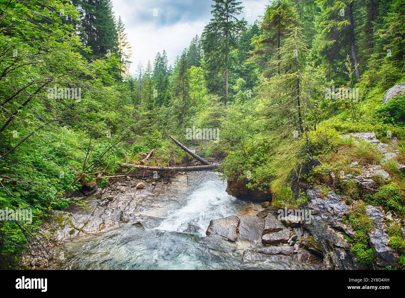 Potente torrente che scorre attraverso una rigogliosa foresta verde nelle Dolomiti italiane, il Trentino alto Adige Foto Stock