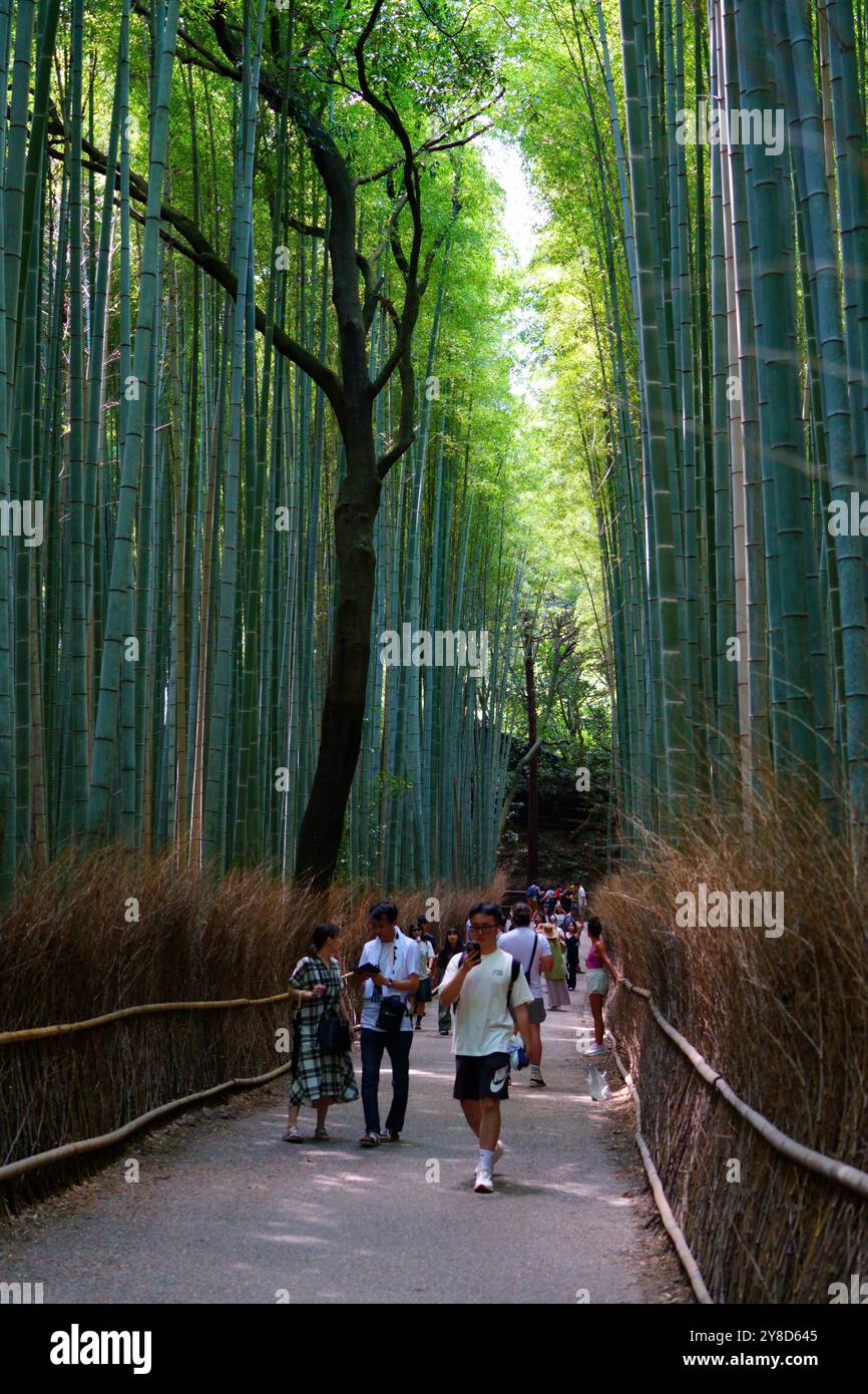 Foresta di bambù, Bosco di bambù di Arashiyama o Foresta di bambù di Sagano Foto Stock