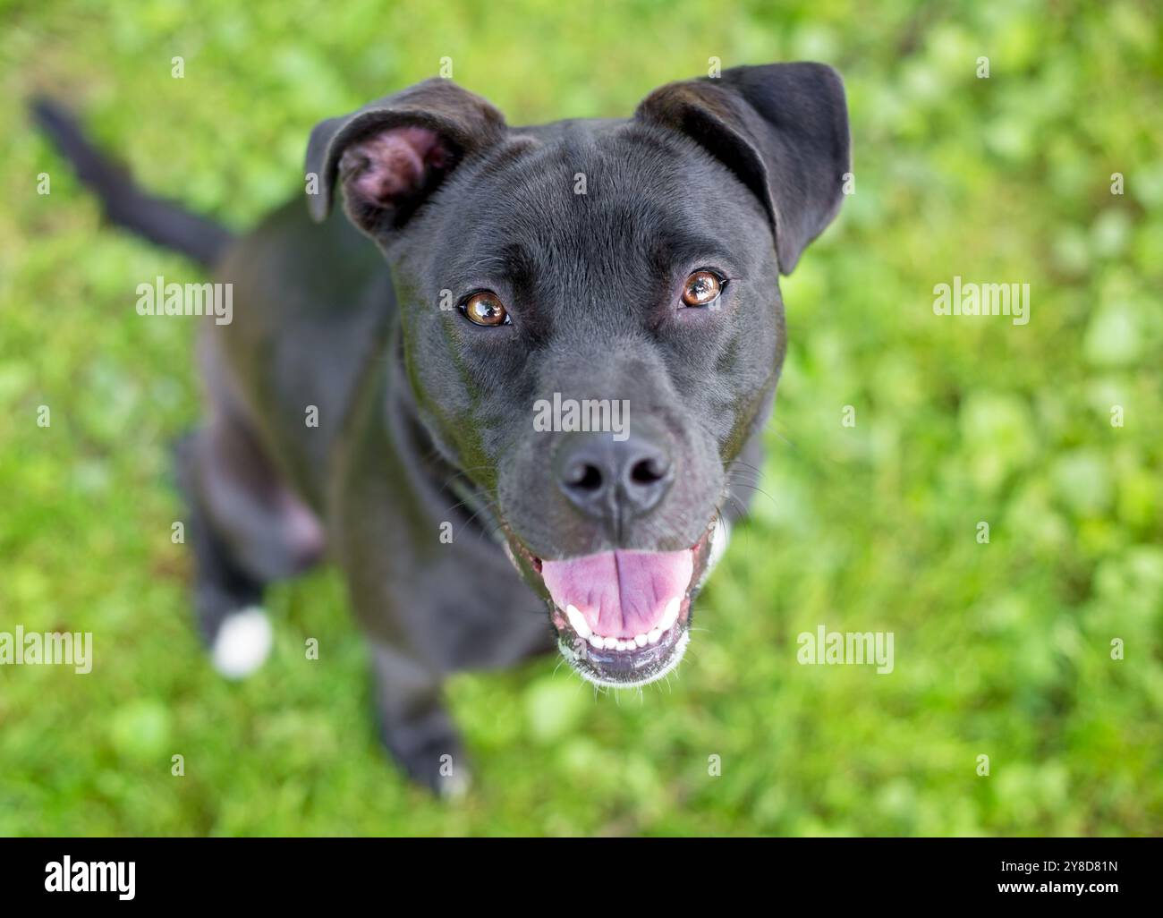 Un giovane cane nero di razza mista Pit Bull Terrier che guarda la telecamera con un'espressione felice Foto Stock