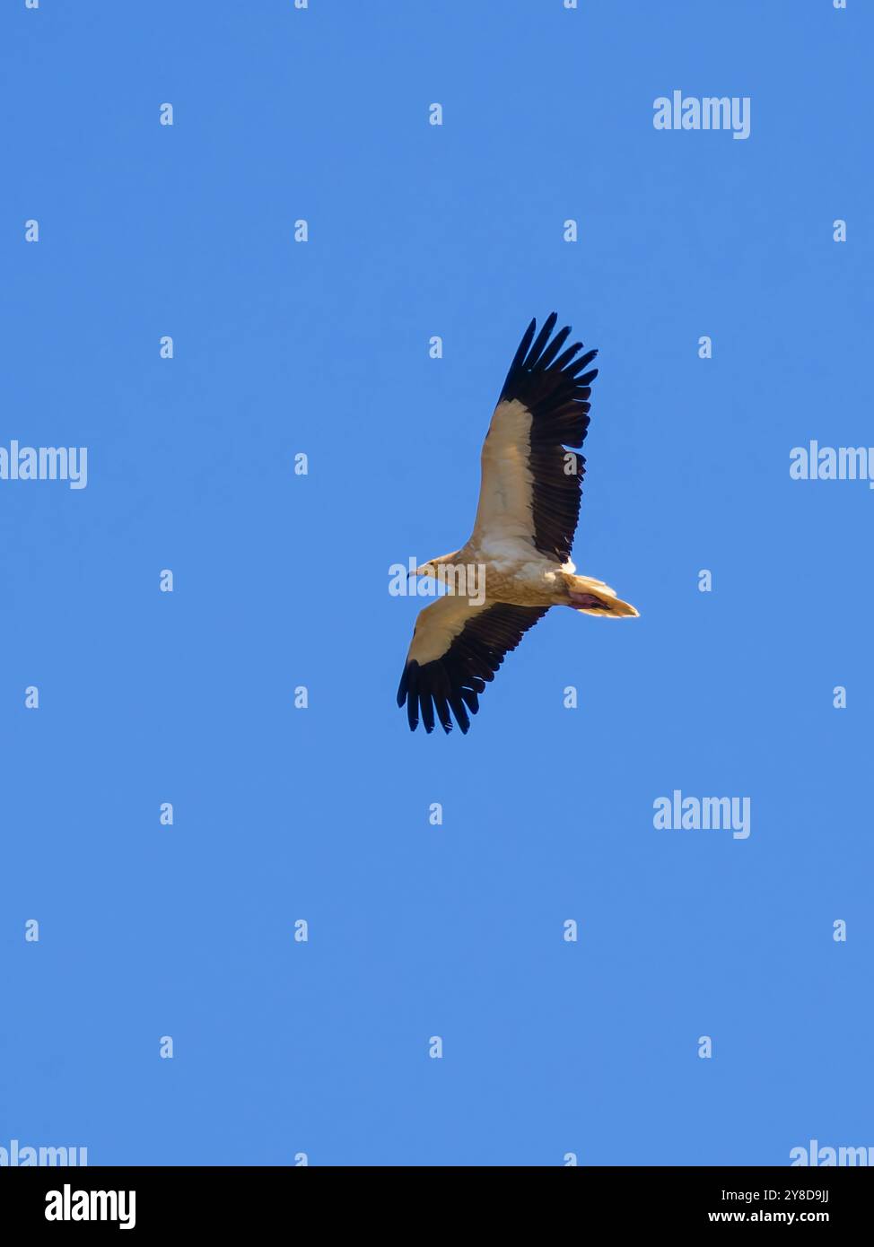 Un avvoltoio egiziano, Neophron percnopterus, chiamato anche avvoltoio bianco o pollo del faraone, fotografato in volo. Foto Stock