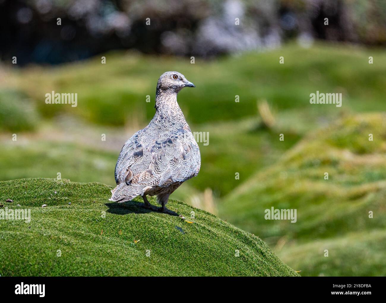 Un Seedsnipe dalle panciute rufanti (Attagis gayi) in piedi su una vegetazione verde. Perù, Sud America. Foto Stock