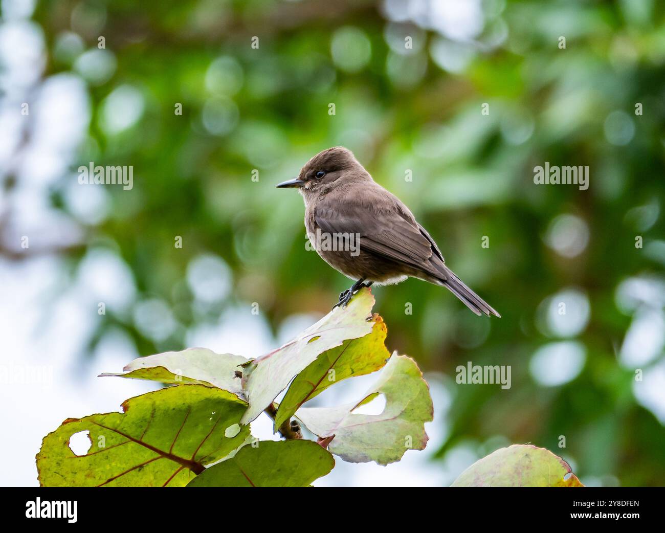 Un morfo scuro Vermilion Flycatcher (Pyrocephalus rubinus obscurus) arroccato su una foglia. Lima, Perù, Sud America. Foto Stock
