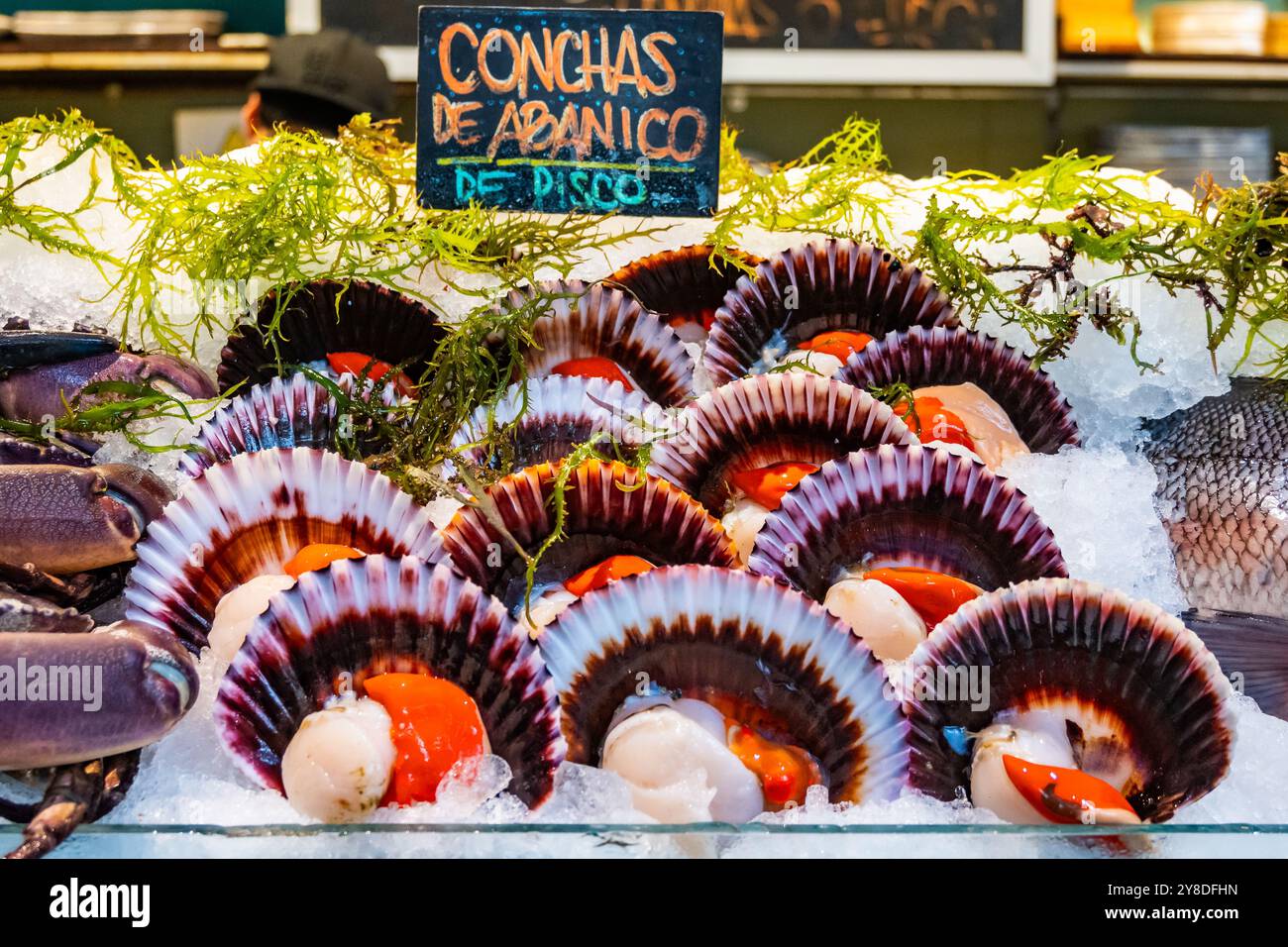 Capesante fresche a metà guscio, in mostra al banco di un ristorante. Lima, Perù, Sud America. Foto Stock