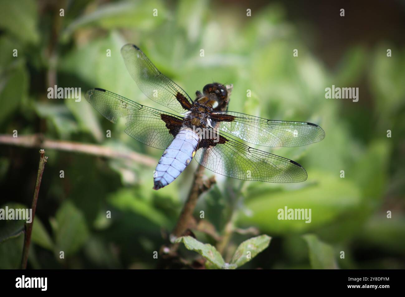 Dragonfly. Inseguitore dal corpo ampio. Cornovaglia n. 4 Foto Stock