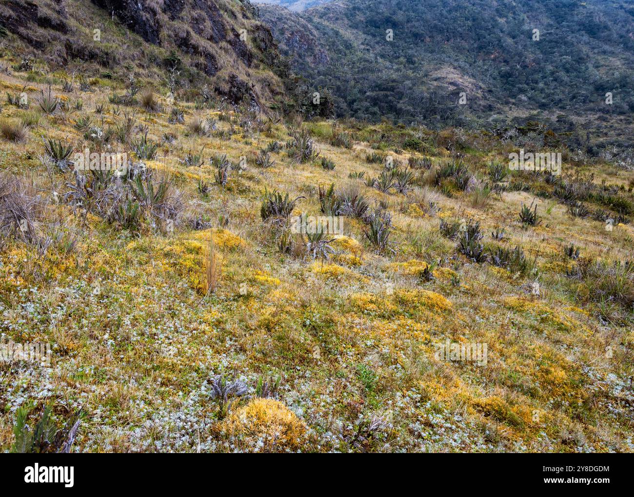 Vegetazione variegata sulle alte Ande. Perù, Sud America. Foto Stock