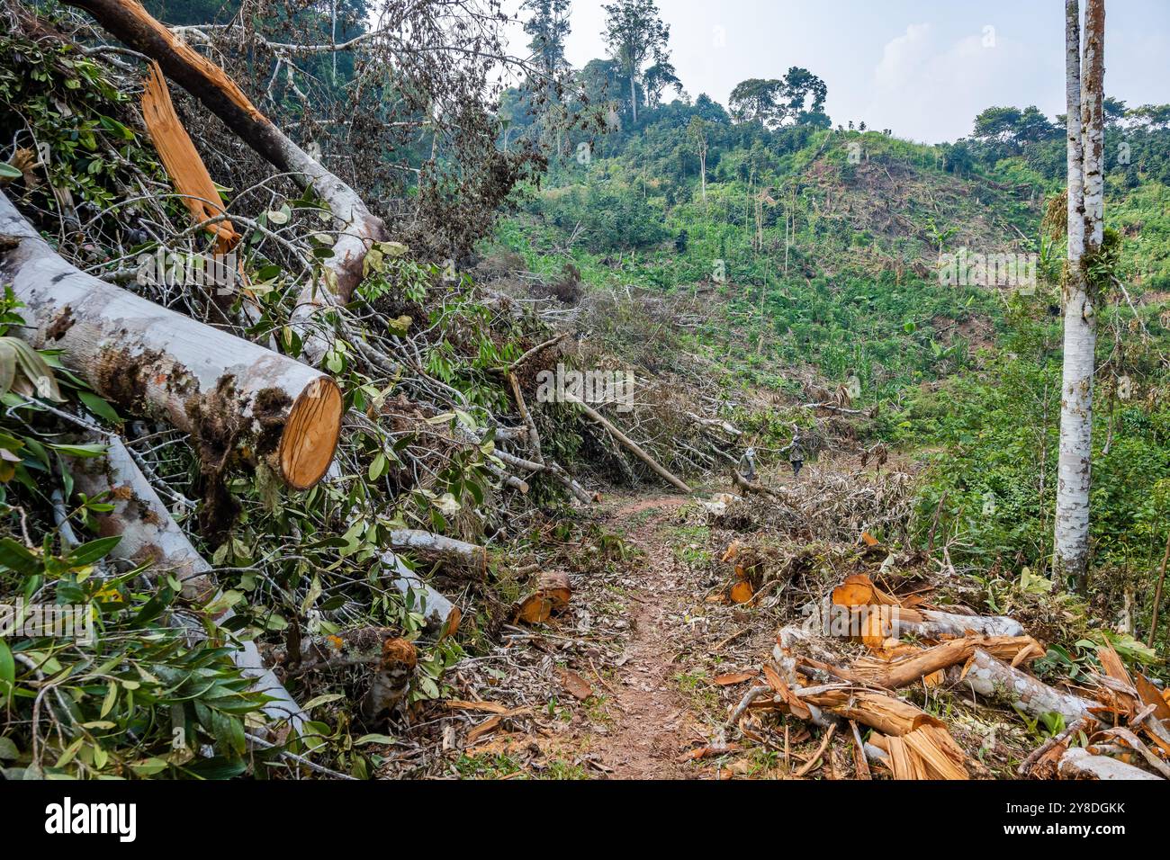 Grandi andane forestali sono state tagliate per lo sviluppo agricolo. Perù, Sud America. Foto Stock
