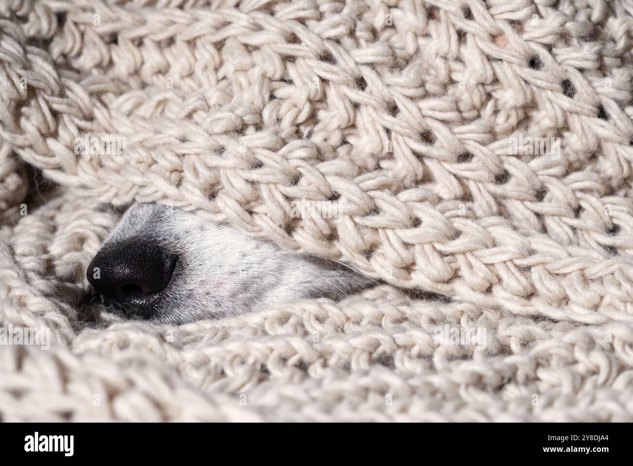 Un cane si nasconde sotto una coperta. La coperta è bianca e ha molta consistenza. Il cane sta guardando la telecamera Foto Stock