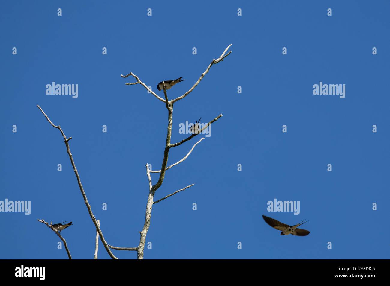 Uccelli appollaiati su un ramo nudo di albero contro un cielo azzurro. Foto Stock