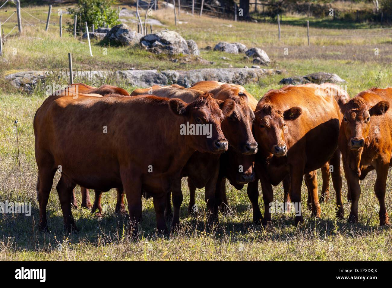 Un gruppo di mucche brune in piedi insieme in un campo erboso con rocce sullo sfondo. Foto Stock