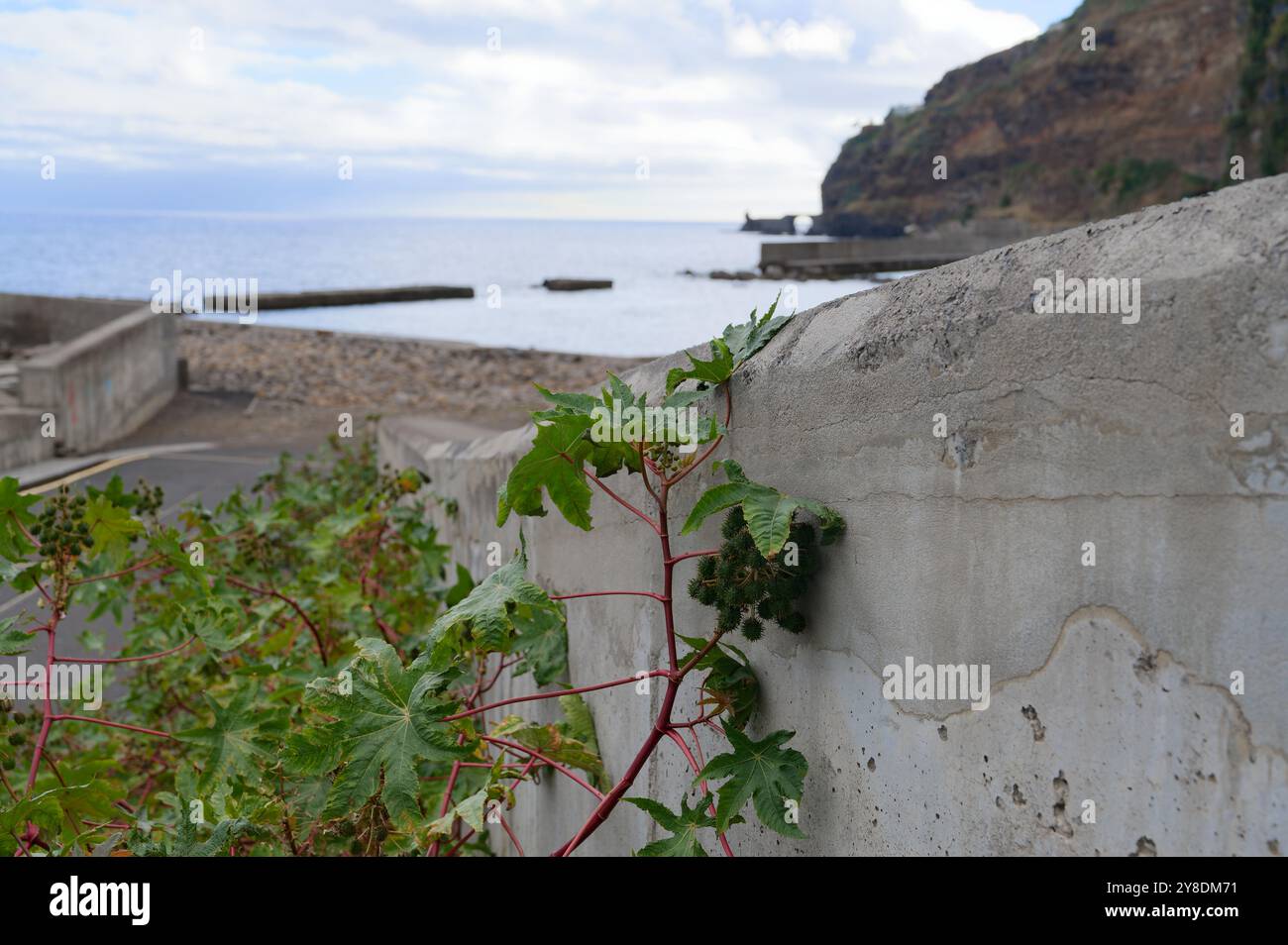 Vegetazione selvaggia che cresce lungo una parete costiera con scogliere rocciose e un oceano calmo sullo sfondo Foto Stock
