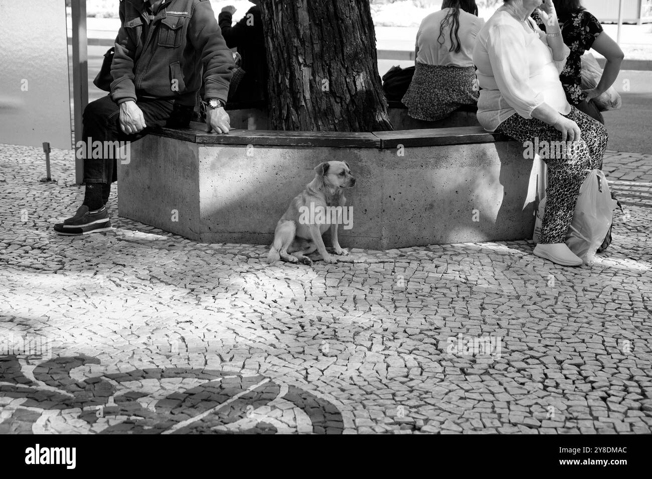 Monocromatico di un piccolo cane randagio che si rilassa accanto a persone sedute in una giornata di sole a Funchal Foto Stock Monocromatico di un piccolo cane randagio che si rilassa accanto a persone sedute in una giornata di sole a Funchal Foto Stock