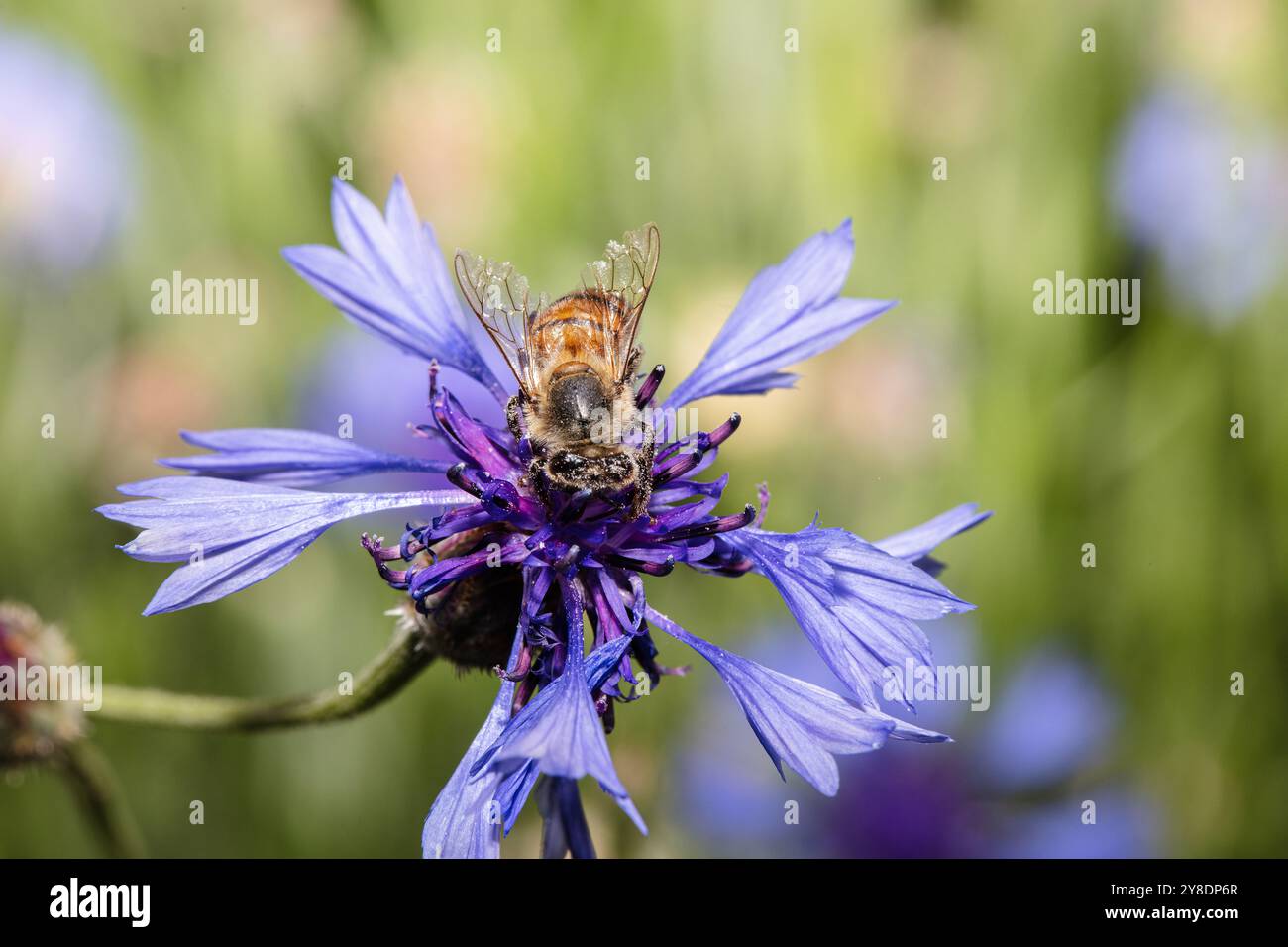 Primo piano di api mellifere che impollinano su Cornflower viola Foto Stock