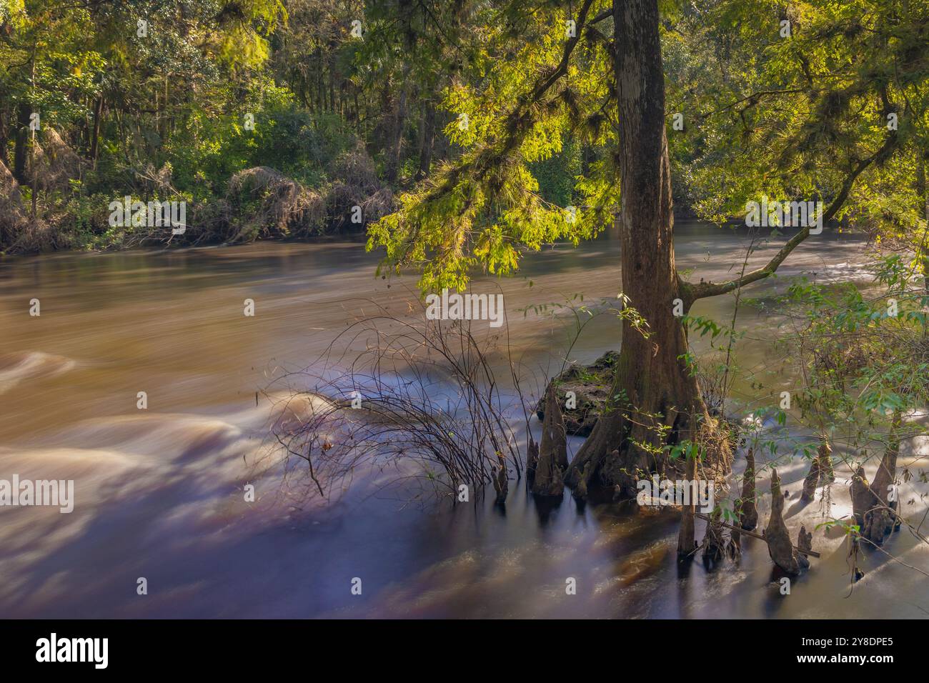Le cascate del fiume Hillsboro passano accanto a un antico albero presso il parco statale di Hillsboro River Foto Stock