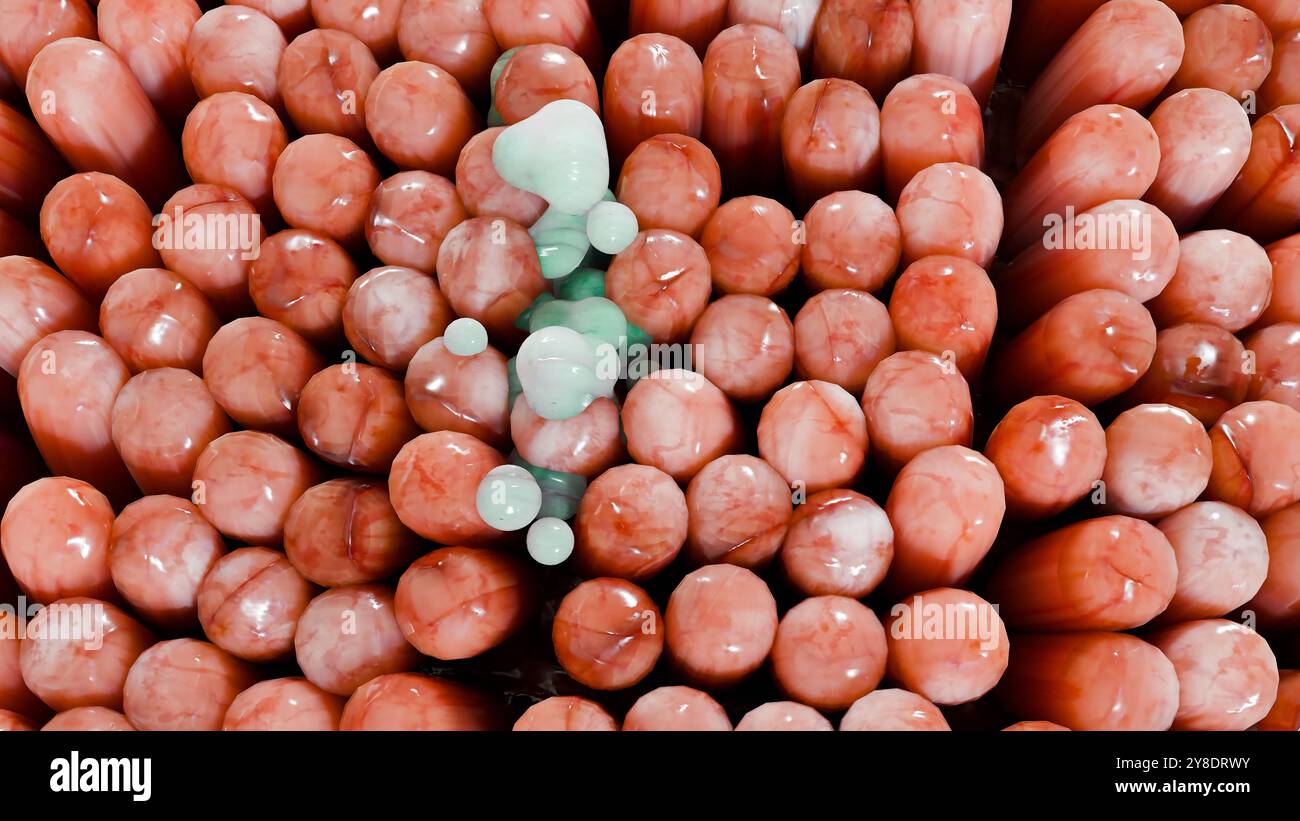 Digestione degli alimenti nella parete dell'intestino tenue, assorbimento di nutrienti, carboidrati e aminoacidi e lipidi nei capillari microvilli, cellule epiteliali, limp Foto Stock