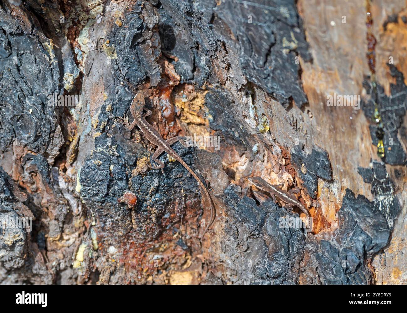 Brown Anole Lizard che vive in un albero morto nell'Ernest F. Hollings, ACE Basin National Wildlife Refuge, South Carolina Foto Stock