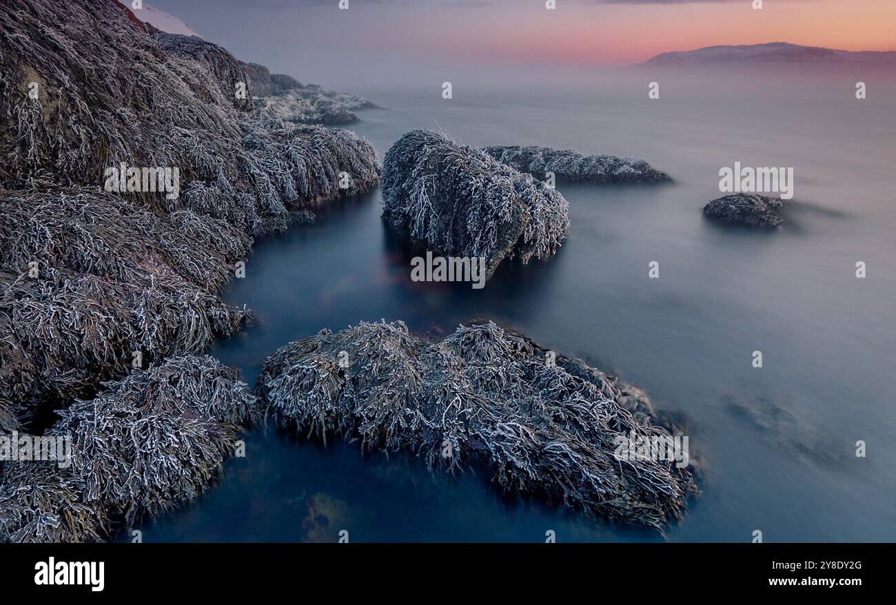 La pietra con alghe è ricoperta di ghiaccio. Pietra ghiacciata. Uno splendido paesaggio marino immerso nella tranquillità di una spiaggia ghiacciata. Foto Stock