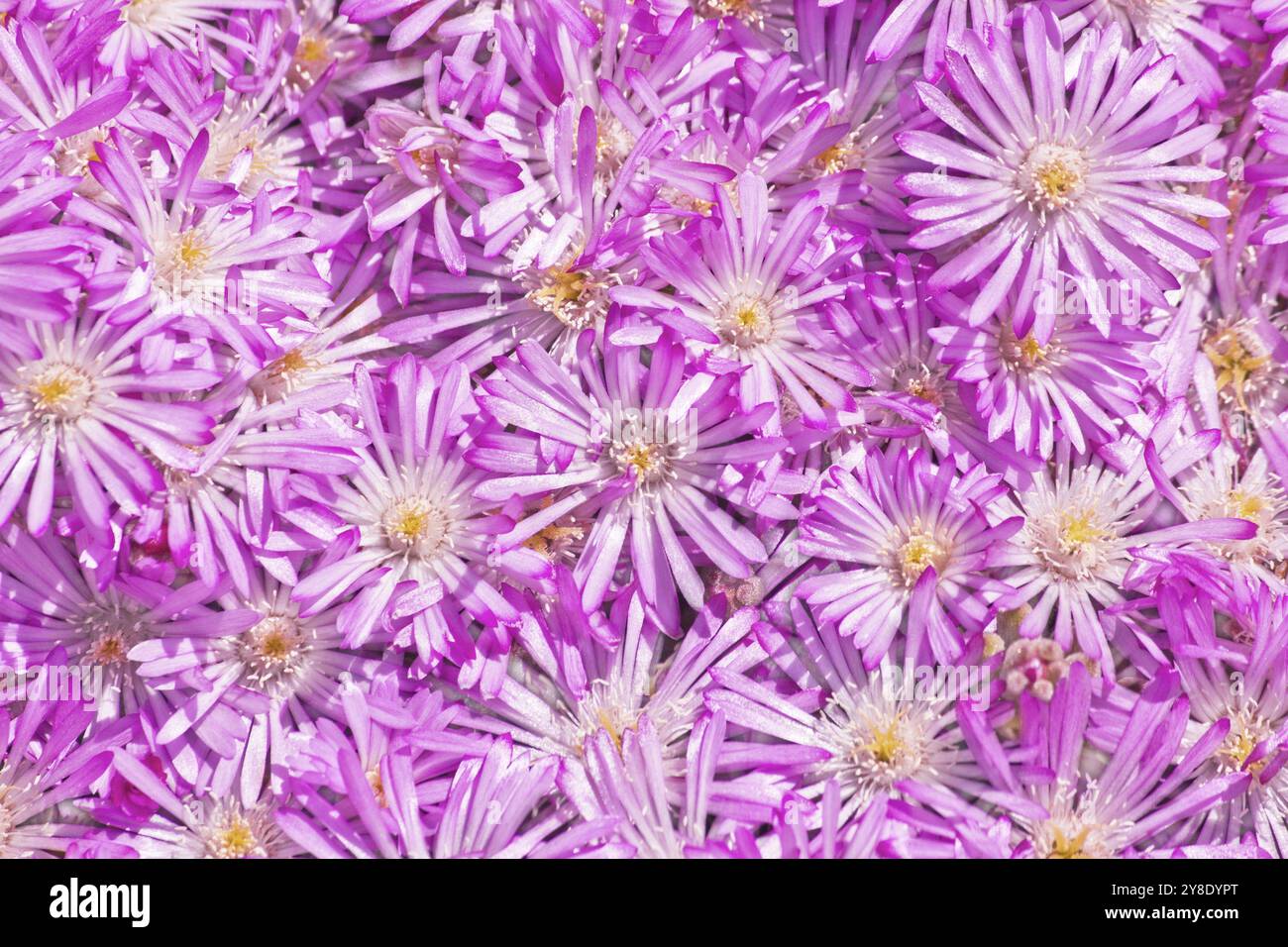 Fiore di paglia (elicriso) Foto Stock