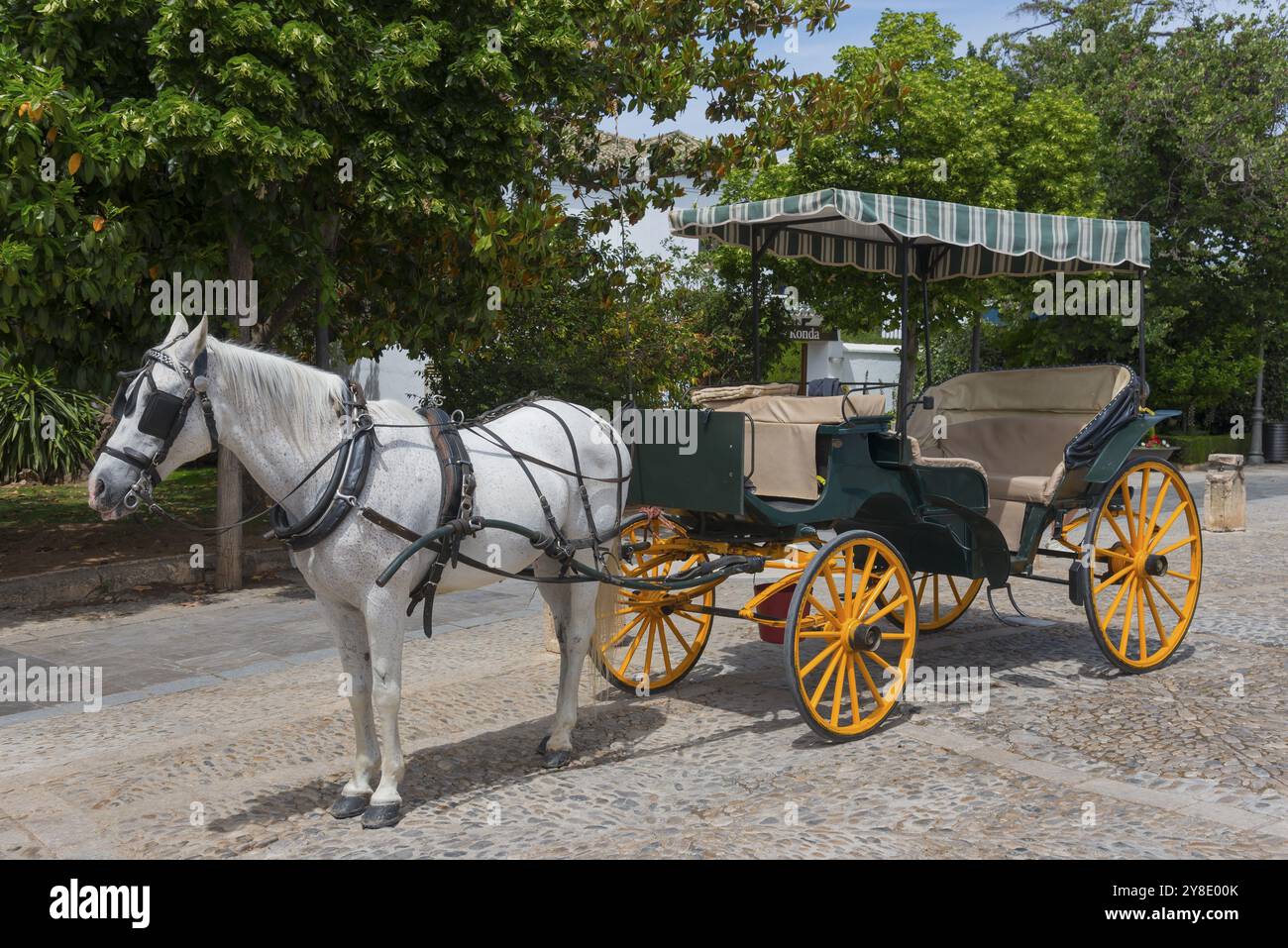 Tradizionale carrozza trainata da cavalli con cavallo bianco su un sentiero acciottolato, città vecchia, Ronda, provincia di Malaga, Malaga, Andalusia, Spagna, Europa Foto Stock