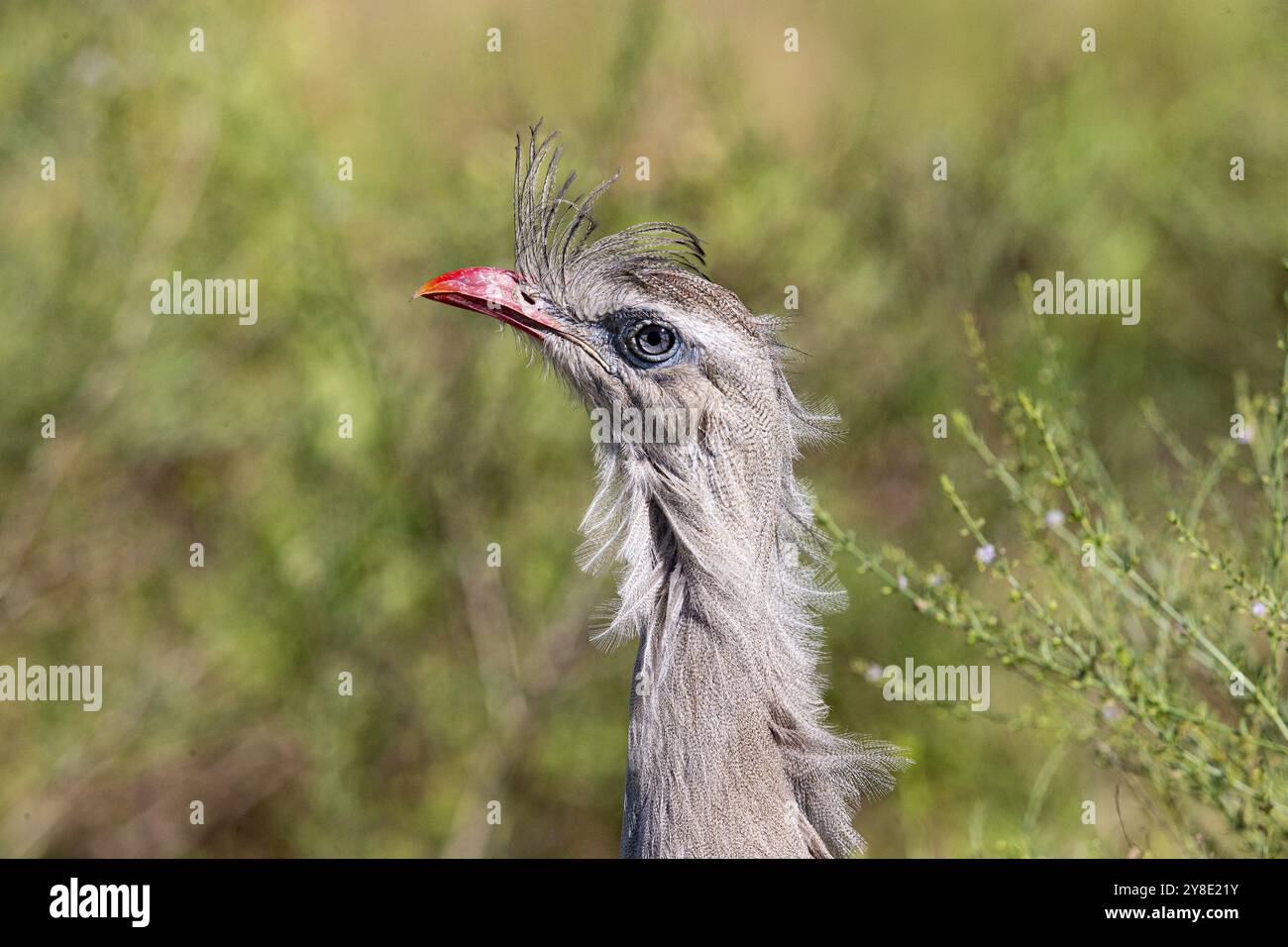 Seriema dai piedi rossi (Cariama cristata) Pantanal Brasile Foto Stock