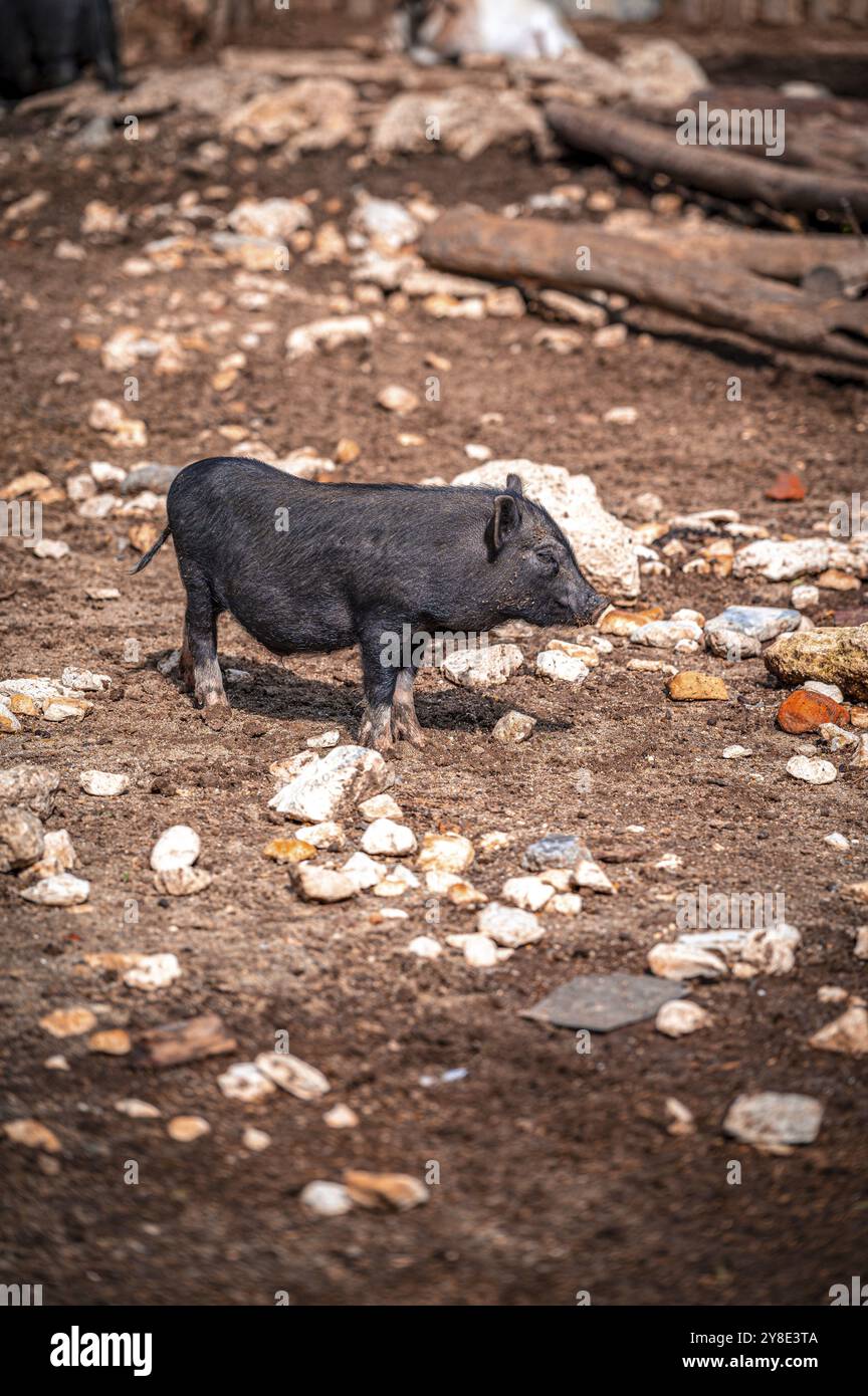 Un piccolo maiale panciuto nero (Sus scrofa domesticus) corre fuori su un terreno sassoso, Varna, Bulgaria, Europa Foto Stock